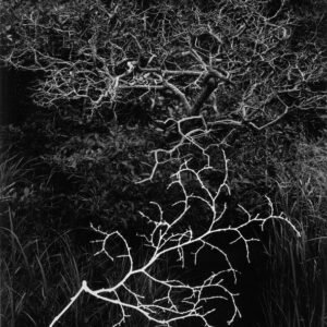 Bush_at_Edgartown_Great_Pond