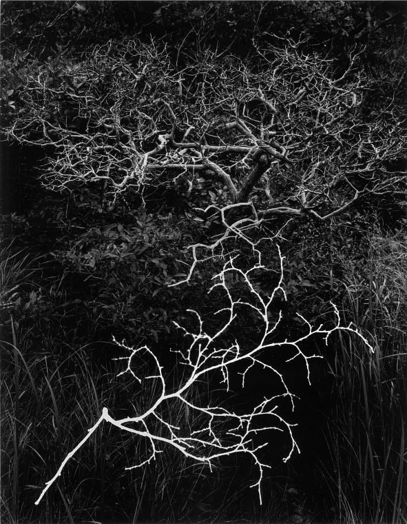 Bush_at_Edgartown_Great_Pond