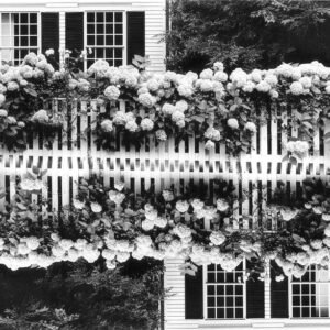 Edgartown_Hydrangeas