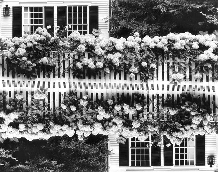 Edgartown_Hydrangeas