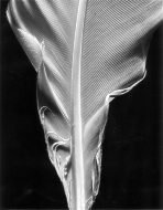 Feather