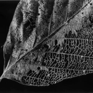 Leaf Photography