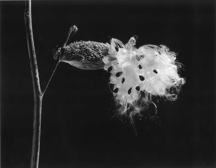 Milkweed