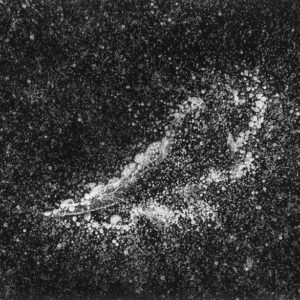 Noanet_Ice_with_Leaf