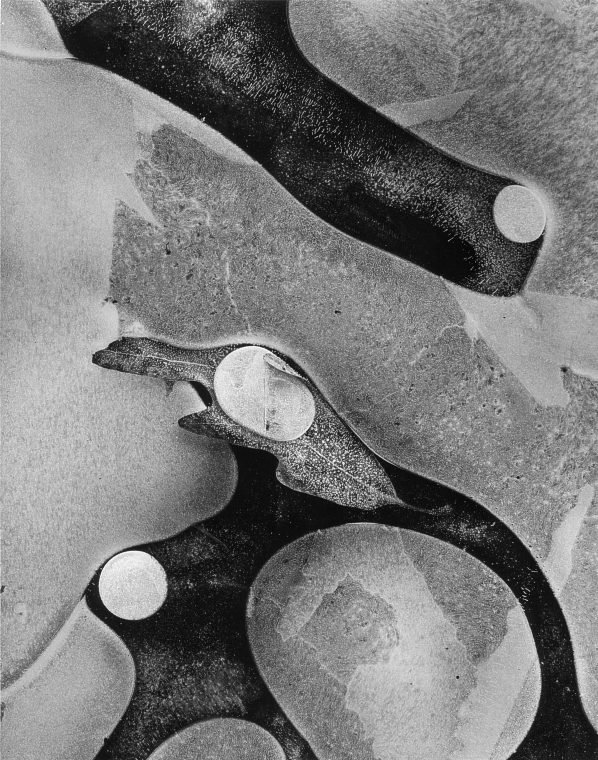 Noanet_Ice_with_Leaf