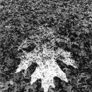 Oak_Leaf
