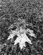 Oak_Leaf
