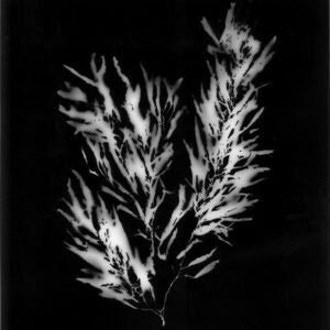 Seaweed_Photogram