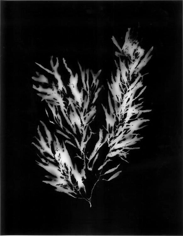 Seaweed_Photogram