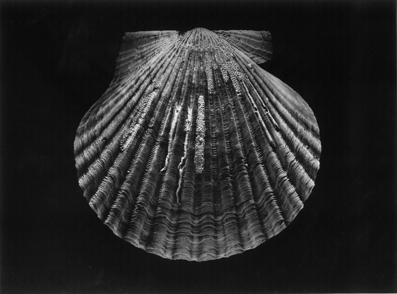 Shell