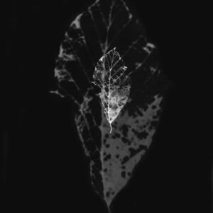 Skeleton_Leaf