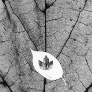 Three-Leaf_Photogram-graph