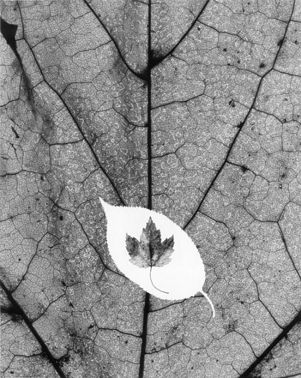 Three-Leaf_Photogram-graph