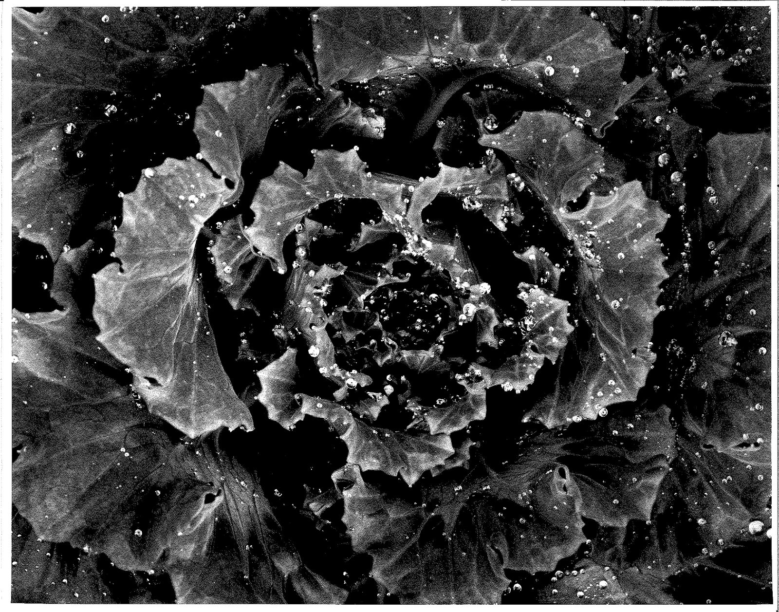 Black and white flower photography