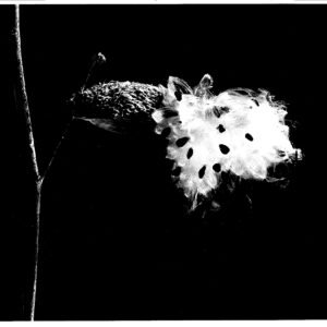 Black and white flower photography