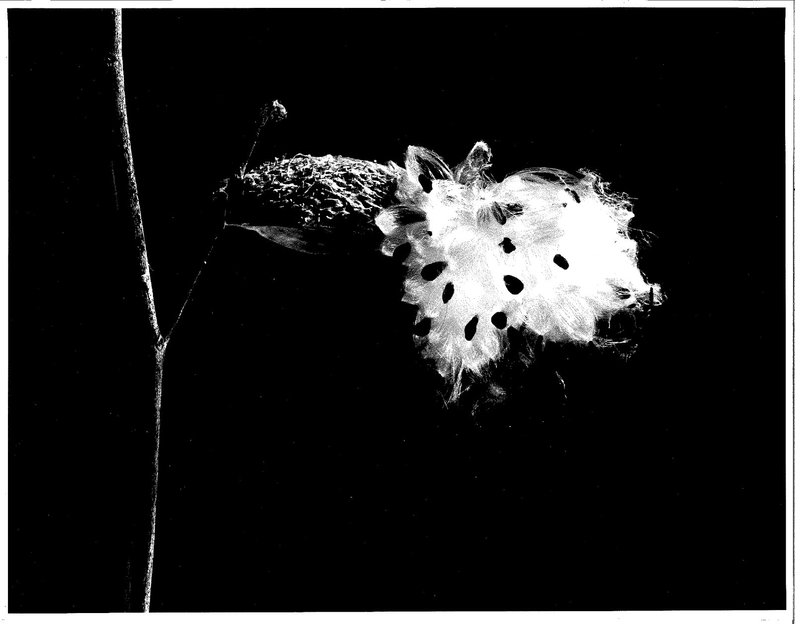 Black and white flower photography
