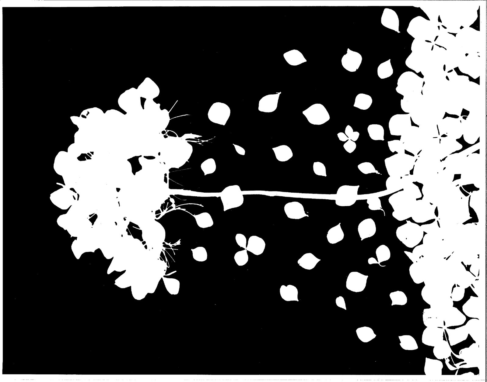 Black and white flower photography