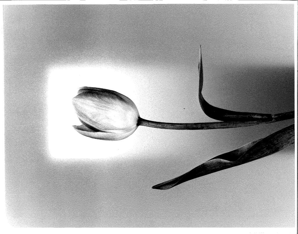 Black and white flower photography