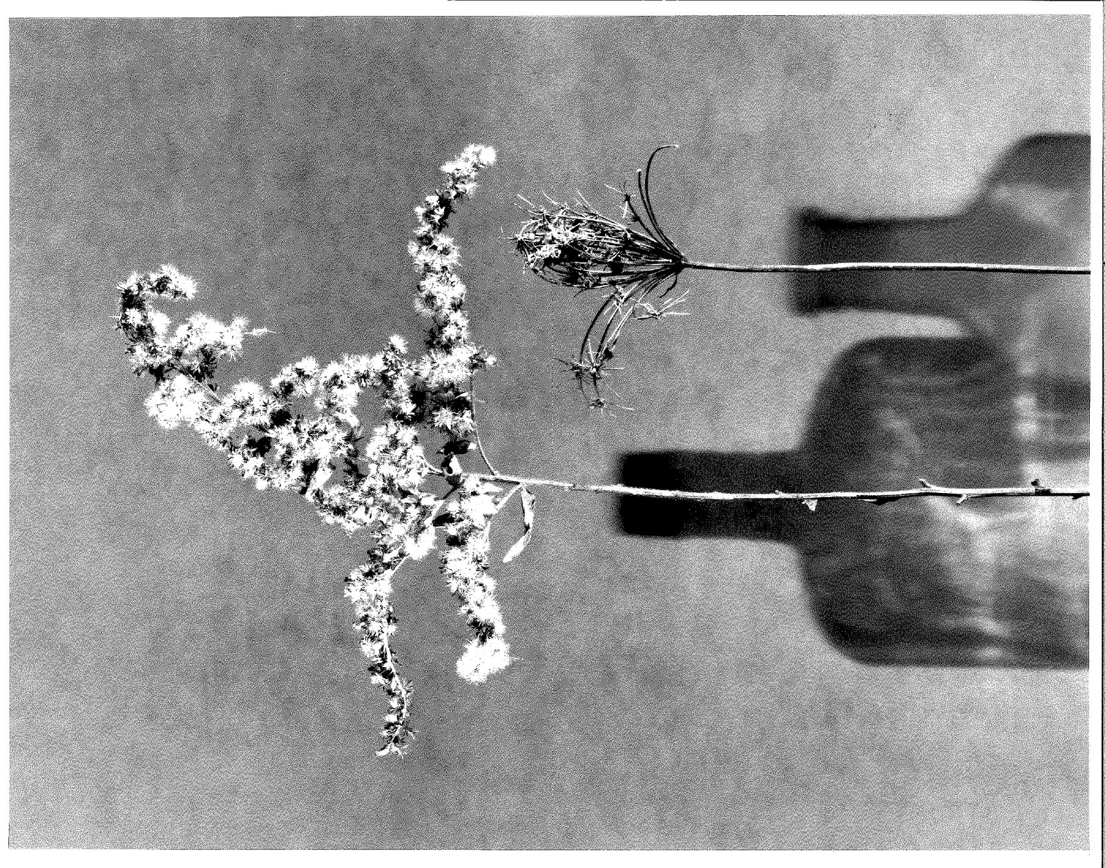 Black and white flower photography