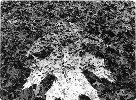 Photogram Photography