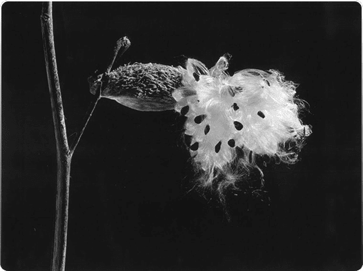 black and white photographs