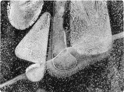 Freeze Frame Photography