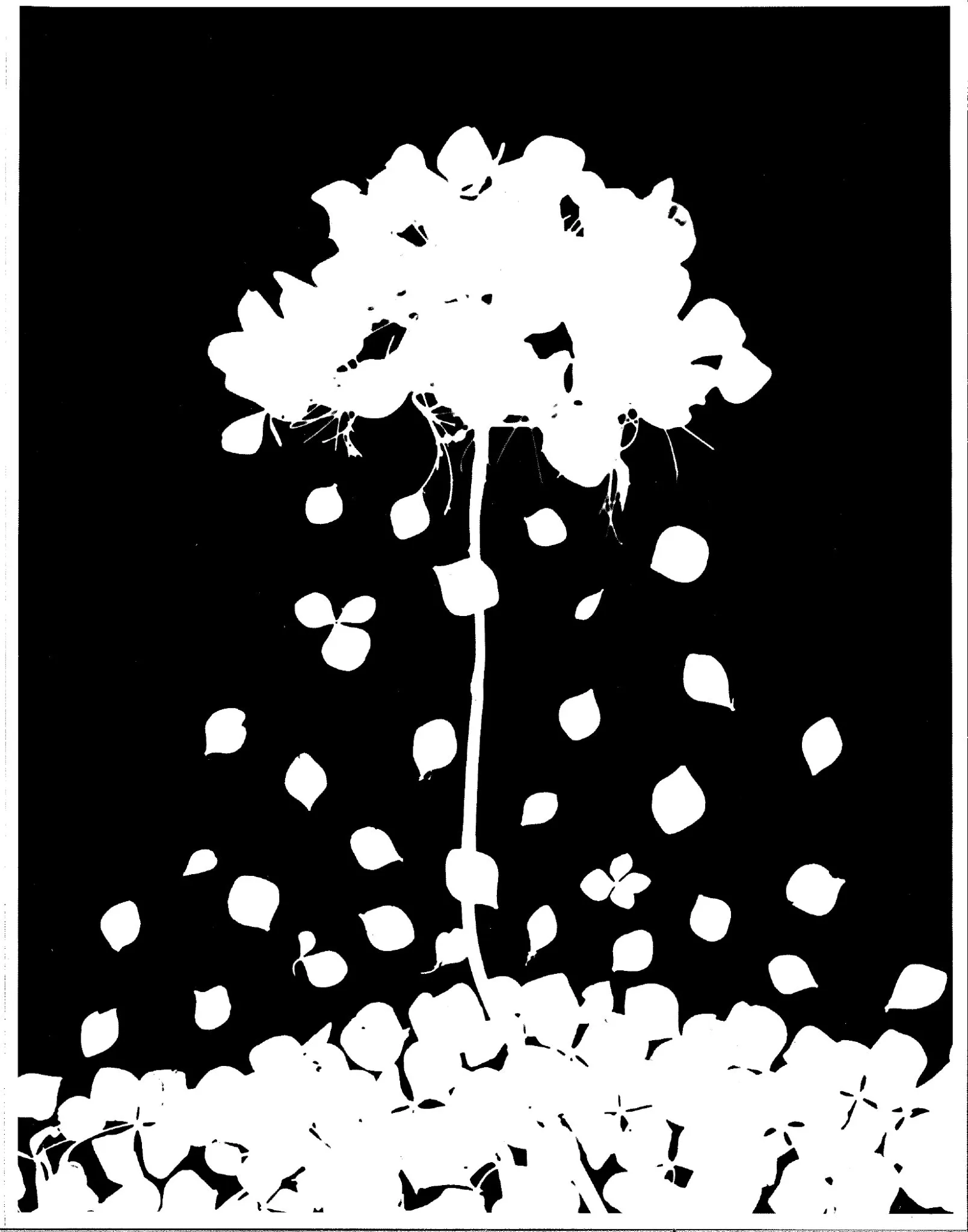 Petal droplets (photogram)