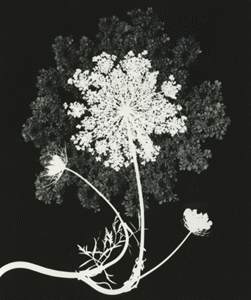 Black and white Flower