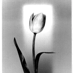 Square tulip