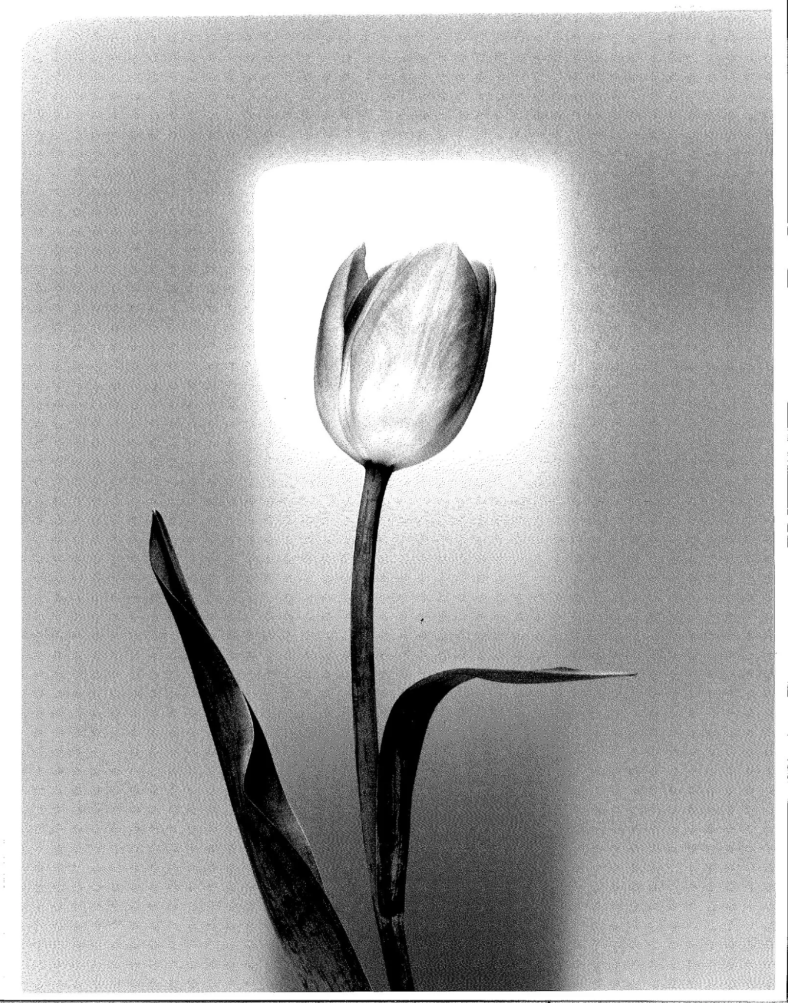 Square tulip
