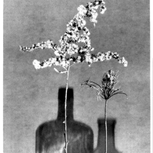 Two sprigs (photogram)