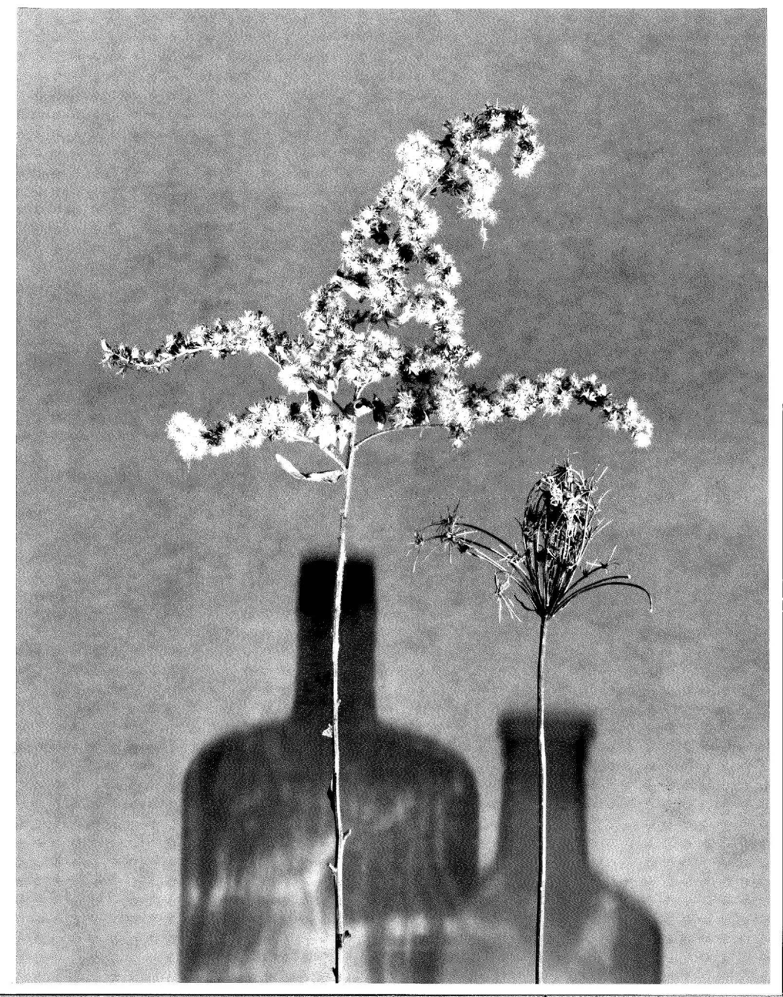Two sprigs (photogram)